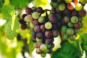 Науковці назвали смачну рослину, яка бореться з інвалідністю