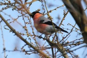 На Волині триває масштабне «зимове полювання» на птахів (Фото)