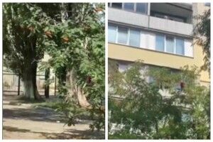 Пенсіонерка кидала в дітей, що грали під будинком, праску й посуд (Відео)