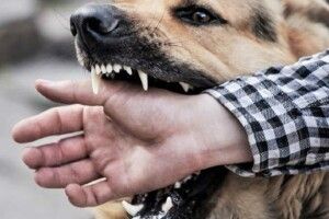 Карантин на два місяці: у селі на Волині домашній пес покусав господарів