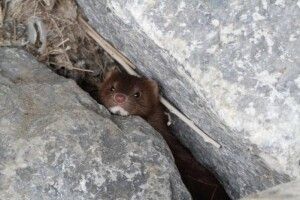 На Волині помітили хижака, який викликає нудоту у «ворогів»