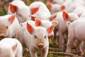 160 кабанчиків застрягли у заметі