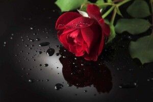 Історія для душі: Червона троянда