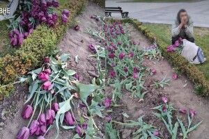 У Рівному поліція знову впіймала чоловіка, який на міській клумбі рвав тюльпани на продаж