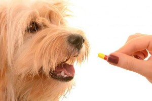 Лікування собак від глистів: профілактика та ефективні інструменти