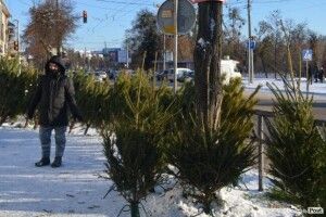 Скільки в Луцьку вартують новорічні деревця