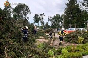 На Волині буревій повалив десятки дерев (Фото)