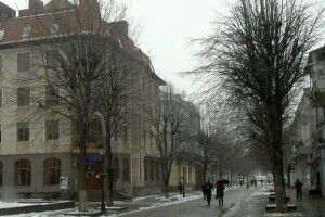 У центрі Луцька хочуть зрізати частину дерев