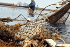 Браконьєрство на Волині обійшлося порушнику в кругленьку суму