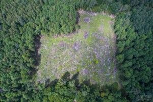 На Волині в селищної ради забрали понад 7 гектарів земель лісового фонду