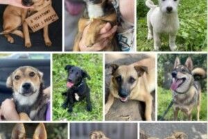 У Рівному сьогодні чекають добрих господарів 