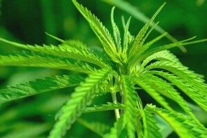 У США коноплями годуватимуть курей