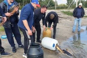 У волинське озеро випустили трикілограмових коропів 