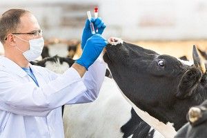 Волинські ветеринари просять допомоги!