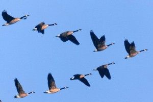 Птахи можуть принести небезпечну інфекцію 