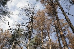 На Волині склалася надзвичайна ситуація біологічного характеру
