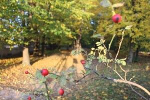 У Любешівському парку – осінь (Фото)