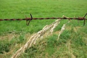 Землею, яка облогує після смерті власника, зацікавилися прокурори