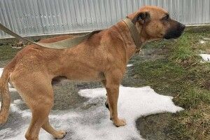 У підвалі закинутої дачі на околиці Луцька знайшли виснаженого пса (Фото)