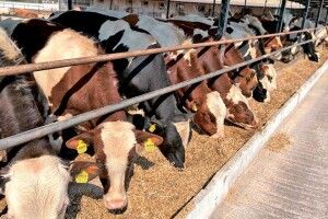 На волинських агропідприємствах корів стало менше