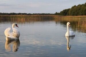 Фотомисливець наклацав лебедів на волинському озері Соминець (Фото) 