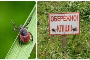 Півтисячі волинян звертається щороку до лікарів через кліщів