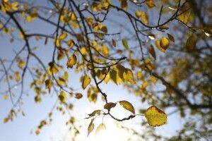 Якої погоди очікувати в перші дні жовтня