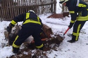 На Волині кінь провалився у вигрібну яму