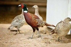 Сотня фазанів оселилася у вольєрі на Любешівщині
