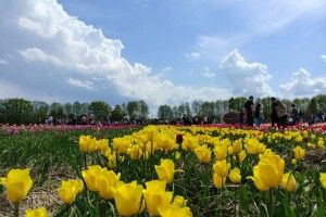 «Волинську Голландію» показали з висоти пташиного польоту (Відео)