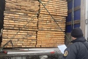 Волинські митники зупинили експорт соснових брусів із підробленим сертифікатом