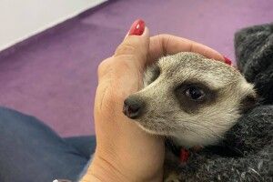 До мешканок Луцького зоопарку приїхав кавалер (Фото)