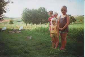 На подвір’я волинянки прийшло… 7 лебедів