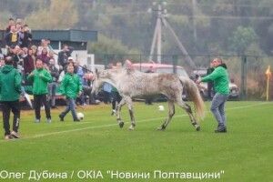 Один «і-го-го» і два «гав-гав» додали колориту футбольному матчу між збірними України та Італії (Фото)