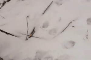 Лучанин, ризикуючи життям, врятував собаку, який тонув у Стиру (Відео)