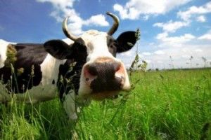 На Ратнівщині закладають громадські пасовища