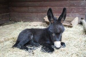 У Рівному віслючиха народила віслюку дитинчатко-віслюченятко (Фото)