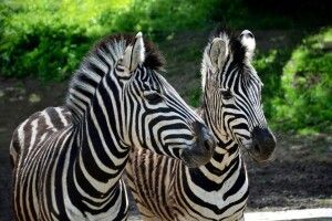 Сьогодні у Рівненському зоопарку відзначають Міжнародний день зебри (Фото)