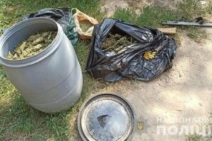 У наркоділків вилучили канабісу на 15 мільйонів гривень