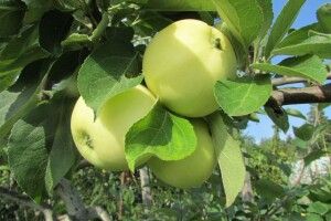 Волинські школярі посадили яблуневий сад на території свого ліцею