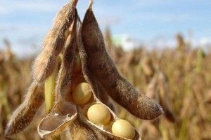 Китай чекає збільшення українського експорту