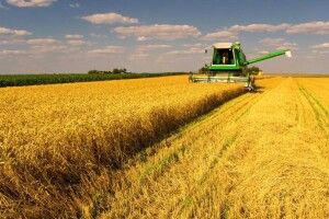 Волинські аграрії намолотили понад пів мільйона тонн ранніх зернових
