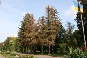 У центральному парку Луцька почали різати дерева