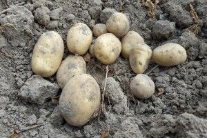 В Україні один із найбільших дефіцитів картоплі у світі