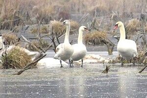Лебеді-шипуни залишилися зимувати на річці Путилівка