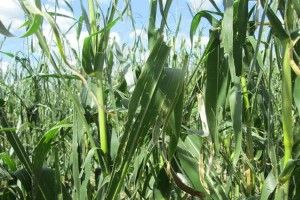 Град наробив біди у Турійському районі