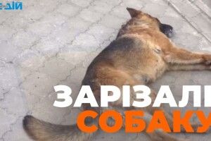 У Рівному на очах у людей жорстоко вбили собаку 