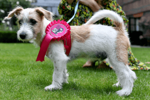 Британський Прем'єр Борис Джонсон взяв собі цуценя з притулку (фото)