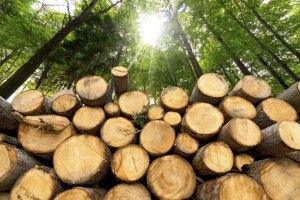 За крадіжку деревини на Волині оголошено підозру екс-лісничому