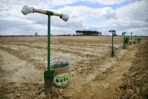 Відновлюють лісові ділянки на Рівненщині, пошкоджені через незаконний видобуток бурштину